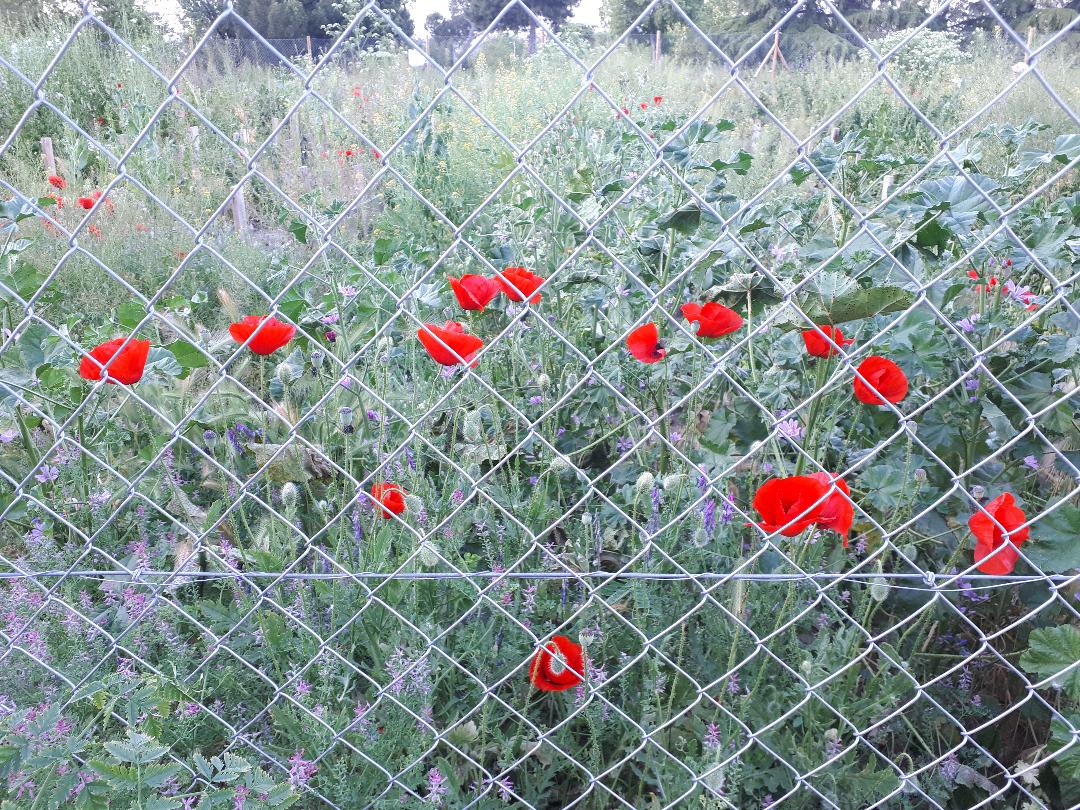 Amapolas_tras_enrejado